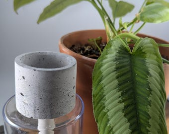 Hydrating Plant Water Spikes for House Plants - Cement Circle