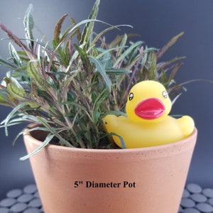 May include: A yellow rubber ducky peeking out of a 5" diameter terracotta pot filled with green leafy plants.