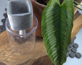 Hydrating Plant Water Spikes for House Plants - Cement Square