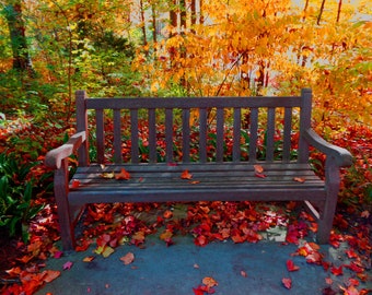Fall Leaves and Colors, Leaves Falling. Fall Picture of A Bench. Fall Colors. Home Decor, Wall Art, Fall Art. Digital Download.