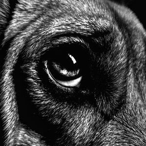 Puede incluir: Un primer plano del ojo de un perro, mostrando los intrincados detalles del pelaje y la mirada oscura y penetrante.