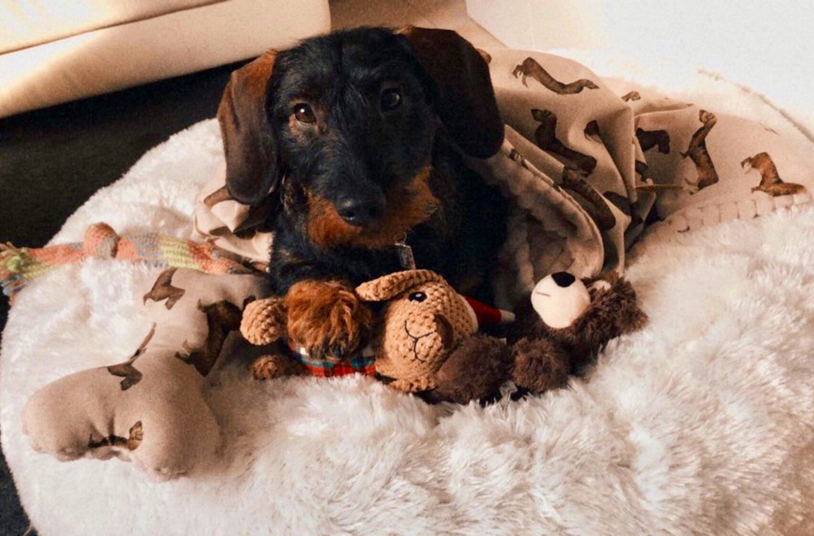 Kuschelkissen für Hunde / Kissen für Hunde / Spielzeug Hunde Etsy