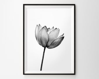 Puede incluir: Una fotografía en blanco y negro de una sola flor de loto con sus pétalos abiertos. La flor está enfocada y el fondo está desenfocado.