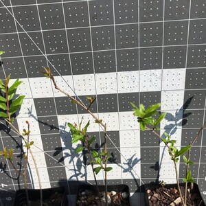 Two *"Parfyanka" Pomegranate Trees/Plants!* -Punica granatum Cold Hardy To Zone 7
