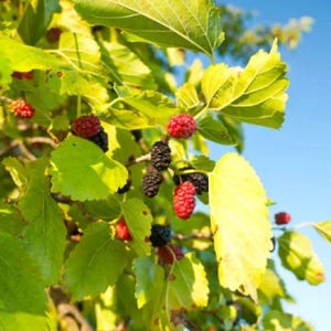 TEN *10 Everbearing Mulberry Cuttings!* Edible Great for Kids Fruits next year!