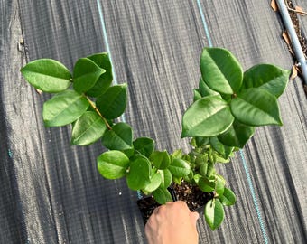 One *Pitangatuba Plant/Seedling!* Star Cherry! Eugenia Sollei/Neonitida