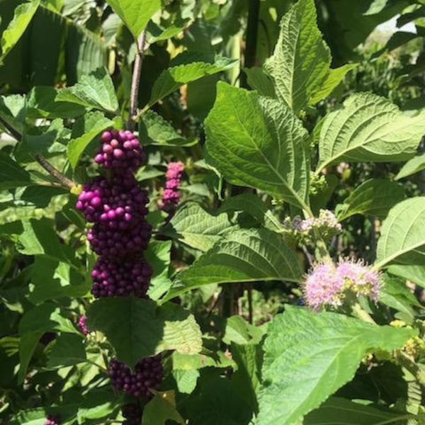 10 Beauty Berry Cuttings! Callicarpa Americana- Chop & Drop! Beautiful!