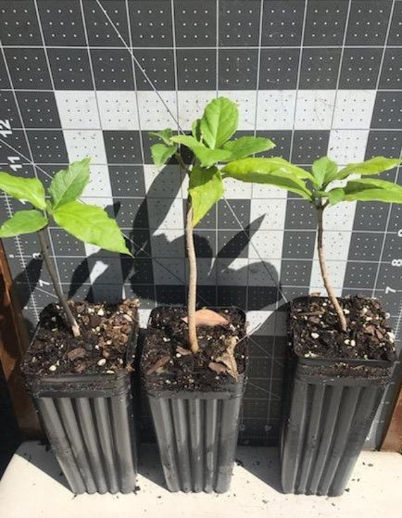 Peanut Butter Fruit Plant live Tree Plant bunchosia Sp. Etsy