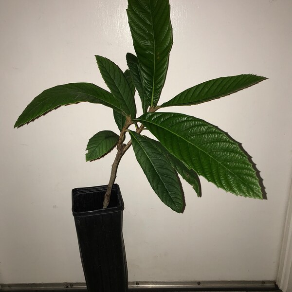 ONE *Grafted Peluche Loquat Tree!* Japanese Plum - Biwa