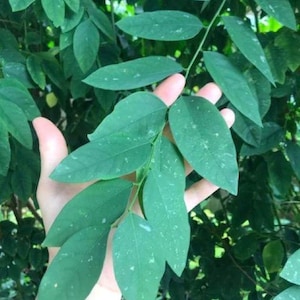 10 *Katuk Plant Cuttings!* Sweet Leaf - Sauropus androgynus Edible!