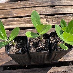 ONE *Giant Milkweed Tree!* Calotropis Gigantea - For Pollinators And Monarch Butterflies!