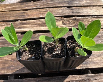 ONE *Giant Milkweed Tree!* Calotropis Gigantea - For Pollinators And Monarch Butterflies!