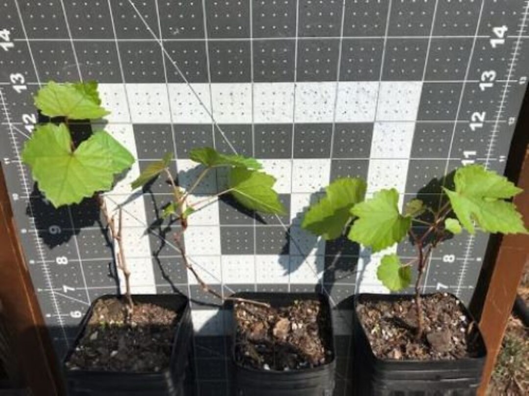 One blanc Du Bois Grape Vine GOING DORMANT White Wine Grape Variety Etsy