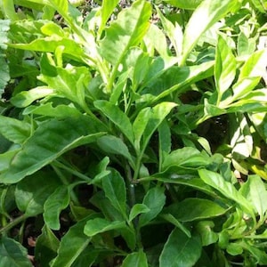 9  Longevity Spinach plants! Well Rooted! Gynura procumbens -Edible Perennial salad