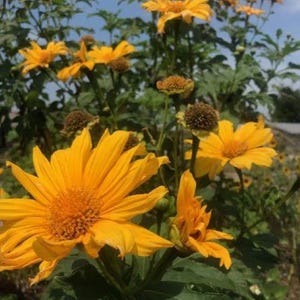 10 Mexican Sunflower Cuttings!! Tithonia Diversifolia- Chop & Drop! Beautiful!