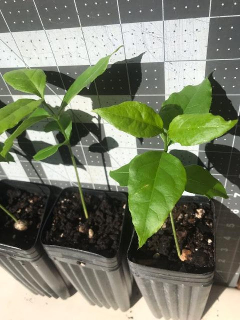 Peanut Butter Fruit Plant live Tree Plant bunchosia Sp. Etsy