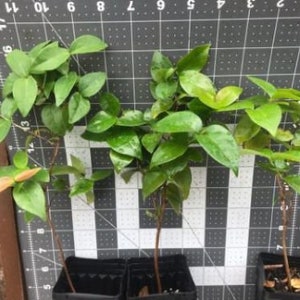 TWO *Surinam Cherry Plants!* Starter Plants- Eugenia Uniflora!