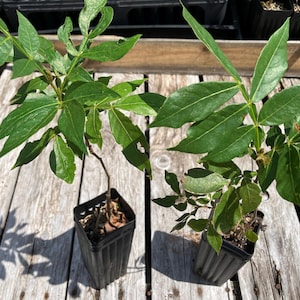 May include: Two green leafy plants in black pots, sitting on a wooden surface. The plants have large, green leaves and are growing in a sunny location.