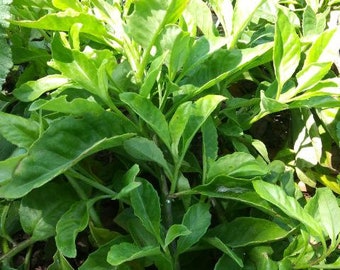 9 ** Longevity Spinach plants! Well Rooted! Gynura procumbens -Edible Perennial salad