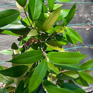 ONE *Cambuca Tree/Seedling!* Plinia Edulis 2-2 1/2in Fruits- Excellent Flavor