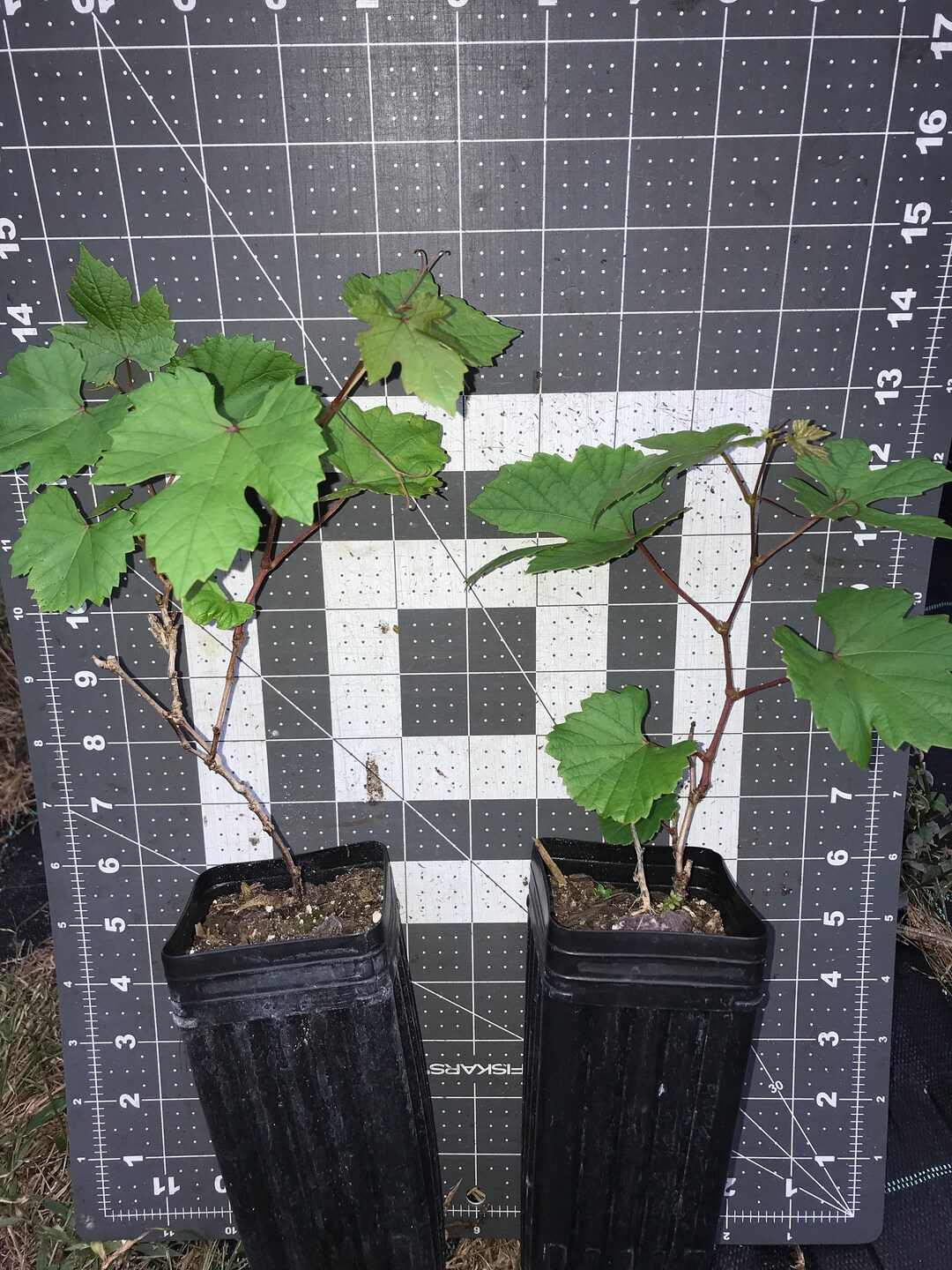 One blanc Du Bois Grape Vine White Wine Grape Variety Etsy