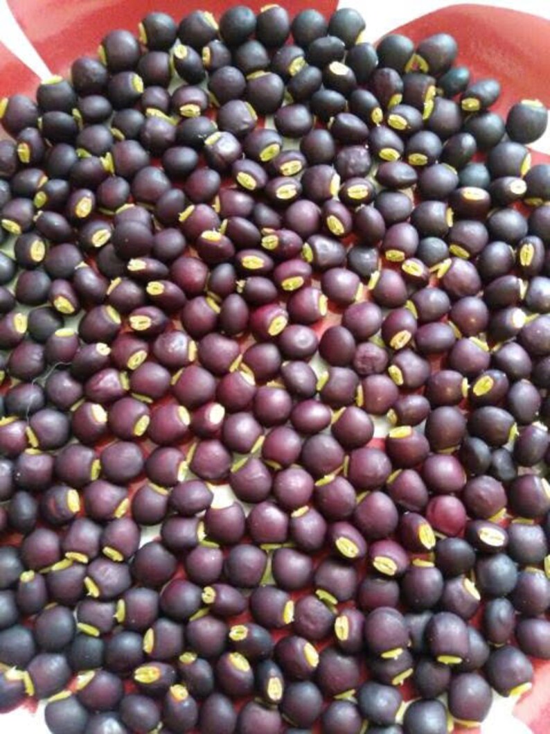 60 Brown 60 Rare Black Pigeon Pea Seeds 2 Varieties Etsy