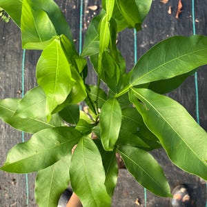 ONE *Genip Tree!* Spanish Lime- Mamoncillo- Delicious Fruit!