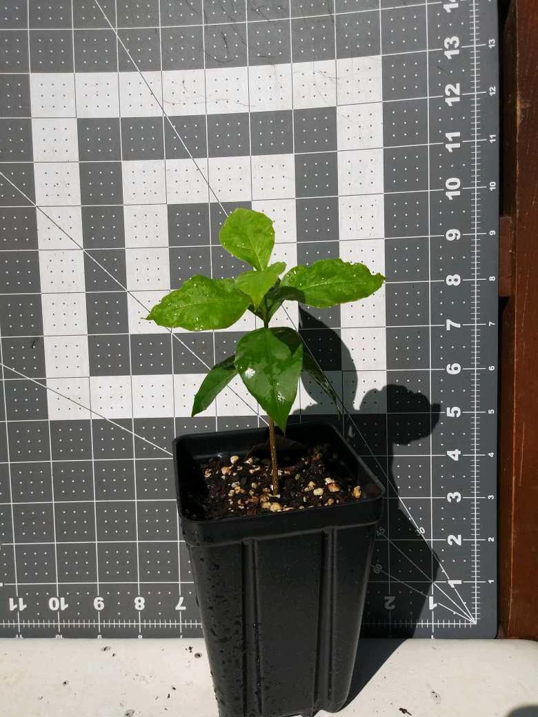 Peanut Butter Fruit Plant Live Tree Plant Bunchosia Sp. Etsy