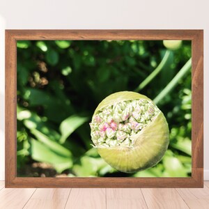 Budding Greens Framed Photography Print - Nature, Plant, Flower, Grow