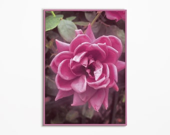 Fichier numérique - Blooming In Pink Photography Print - Photo, Rose, Fleur, Nature, Bloom, Floral, Rose
