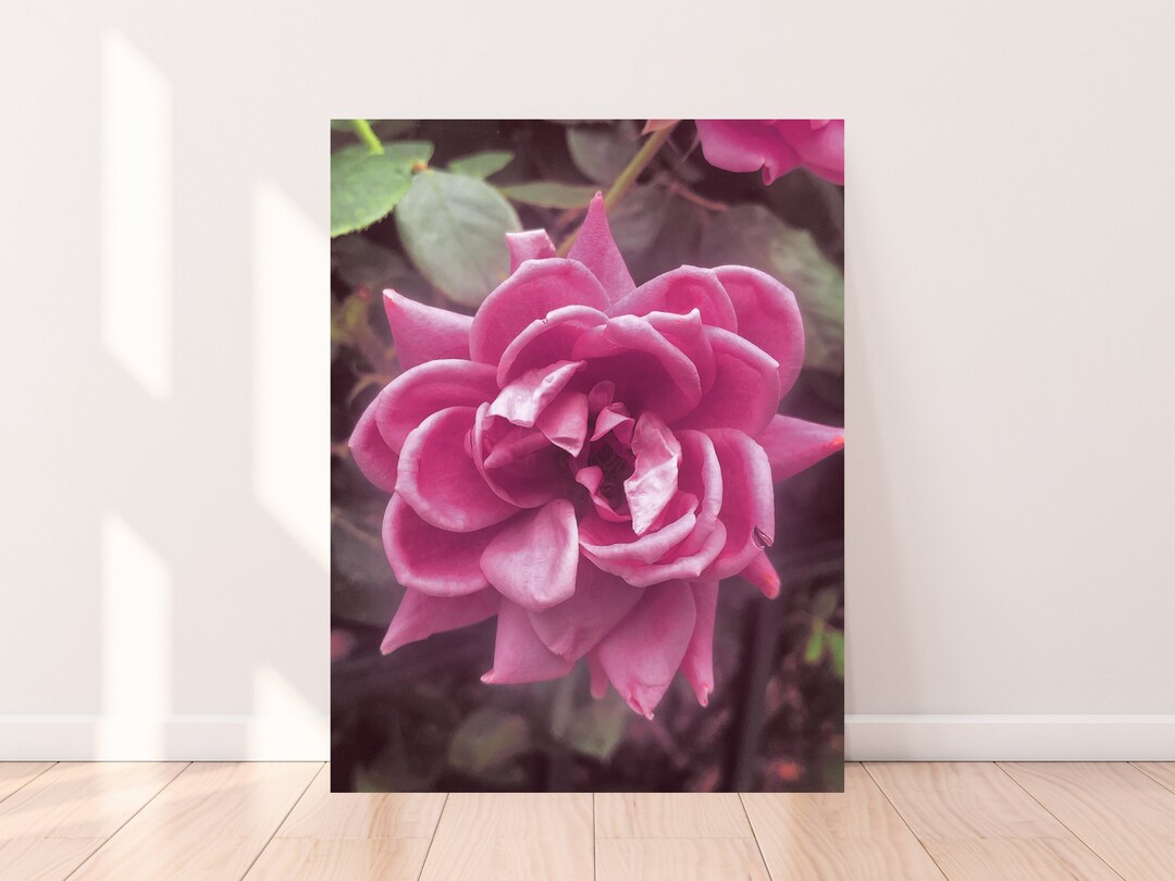 Blooming in Pink Photography Print - Photo, Rose, Flower, Nature, Bloom ...