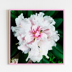 Digital File - White & Pink Floral Photography Print - Nature, Flower, Floral, Photo