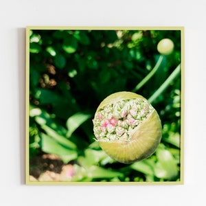 Digital File - Budding Greens Photography Print - Nature, Plant, Flower, Grow