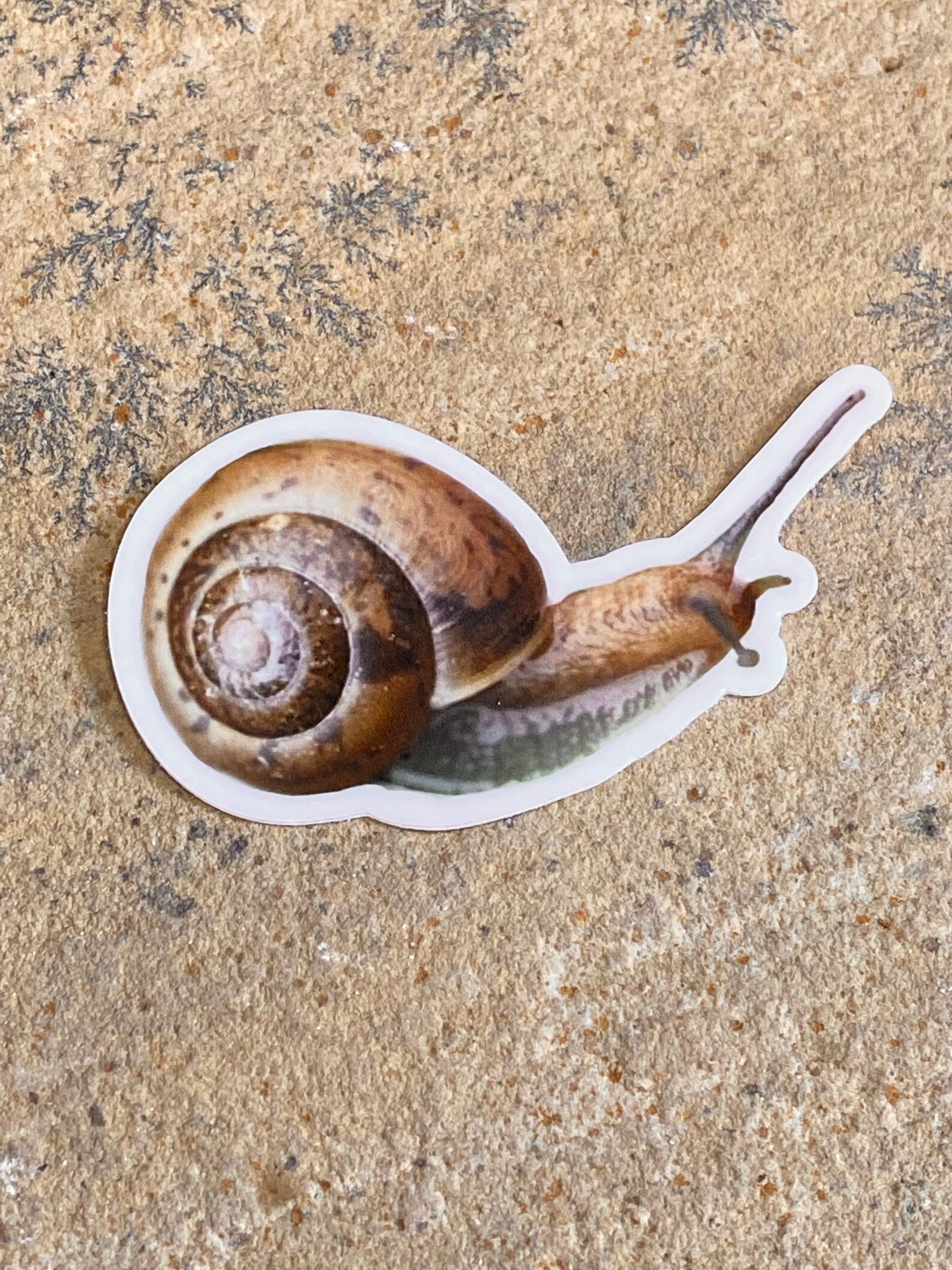 Waterproof Vinyl Snail Sticker Cute Nature Cottagecore Etsy