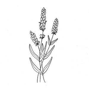 Wildflowers and Lavender Print Set Botanical Herb - Etsy