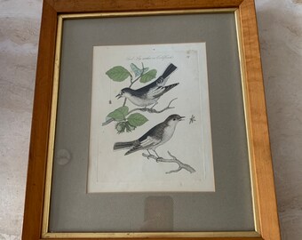 1953 EUROPEAN PIED FLYCATCHER Vintage Lithograph Birds Bird - Etsy