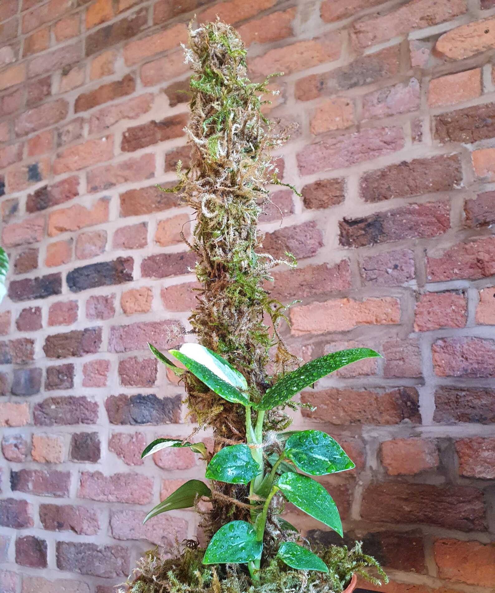 Moss Poles for Plant Support Fresh Welsh Sphagnum Moss Poles Etsy UK