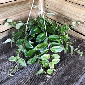 Aeschynanthus Lobbianus Variegata, RARE Lipstick Plant, Wax Plant, Hanging  Plant, 14cm Pot - Etsy