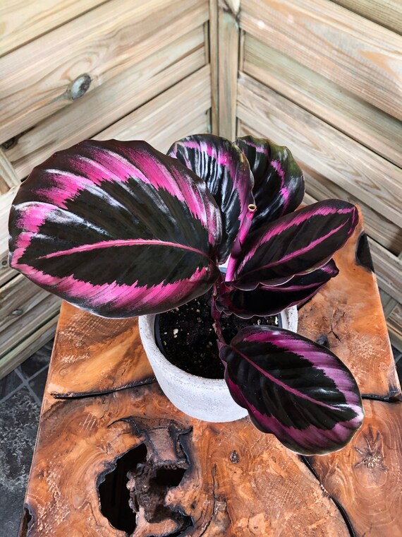 Calathea Roseopicta Princess Jessie, Calathea Dottie, Calathea Rosy. 12cm  Pot - Etsy UK
