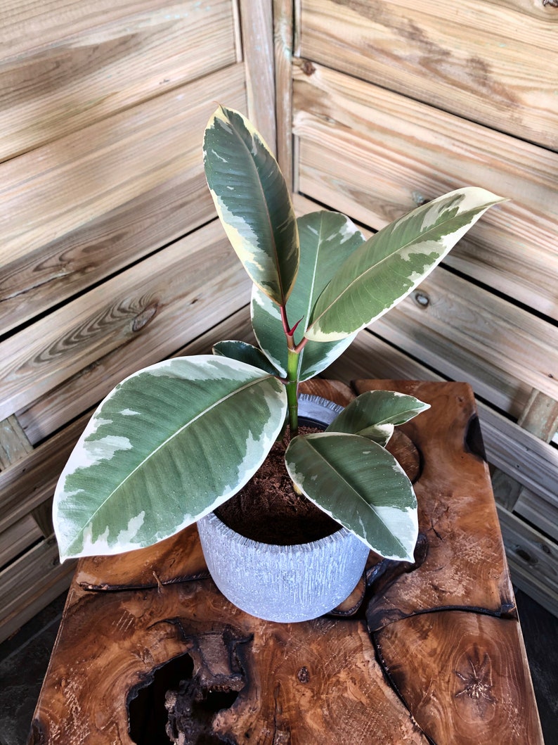 Ficus Elastica Tineke Rubber Plant Rubber Tree Rubber Fig. Etsy