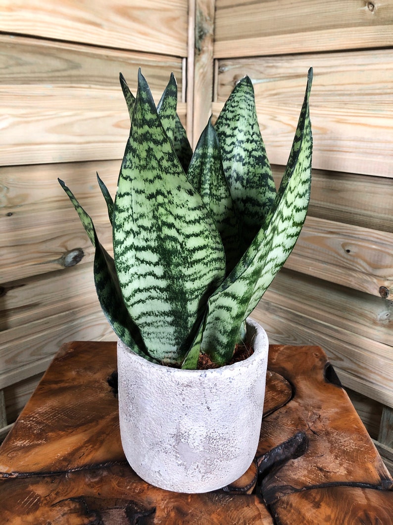 Sansevieria Zeylanica Snake Plant MotherinLaws Tongue Etsy
