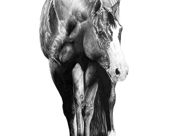 Custom Horse Portrait ︱ Custom Horse Drawing