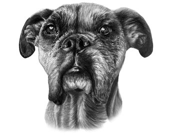 Custom Dog Portrait ︱ Custom Dog Drawing