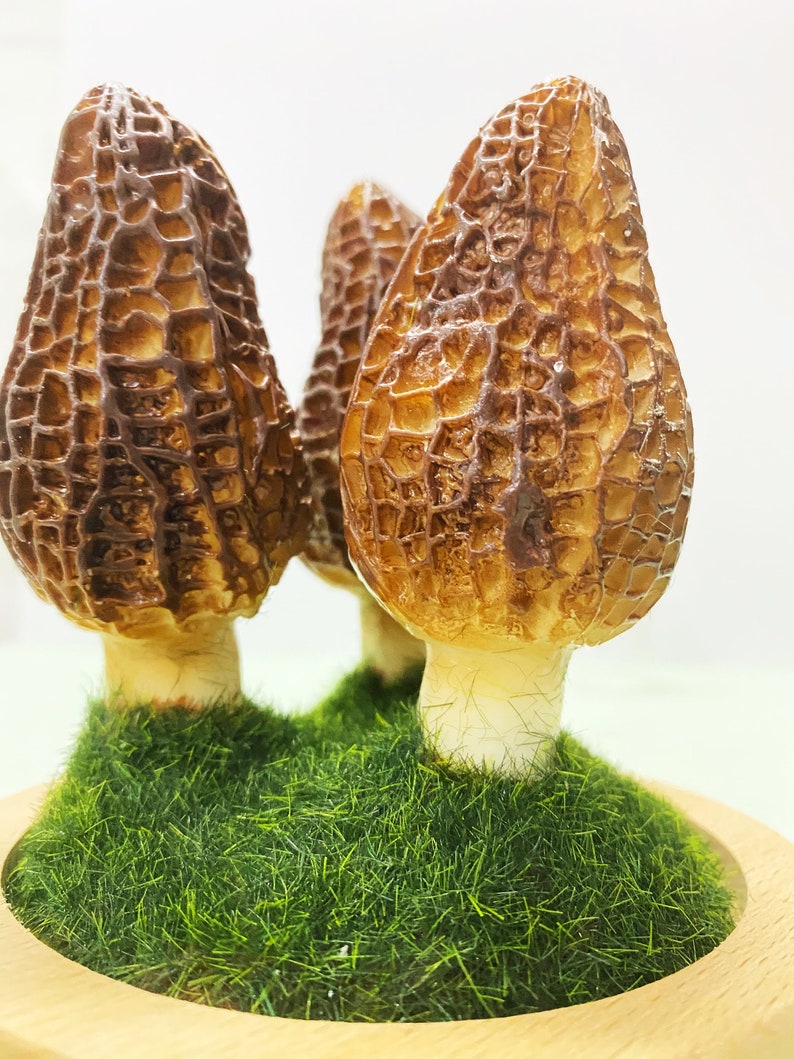 Wild Mushroom Lights, Glass Container Lights Night Lights Morel Mushroom Lights, Handmade Morel Lights, USB Gift Lights image 9