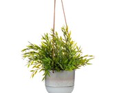 Glazed Grey Mojave Hanging Planter
