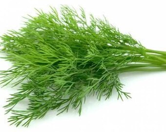 1000 SEEDS DILL COMPATTO Anethum Graveolens HERB Dwarf indoor variety