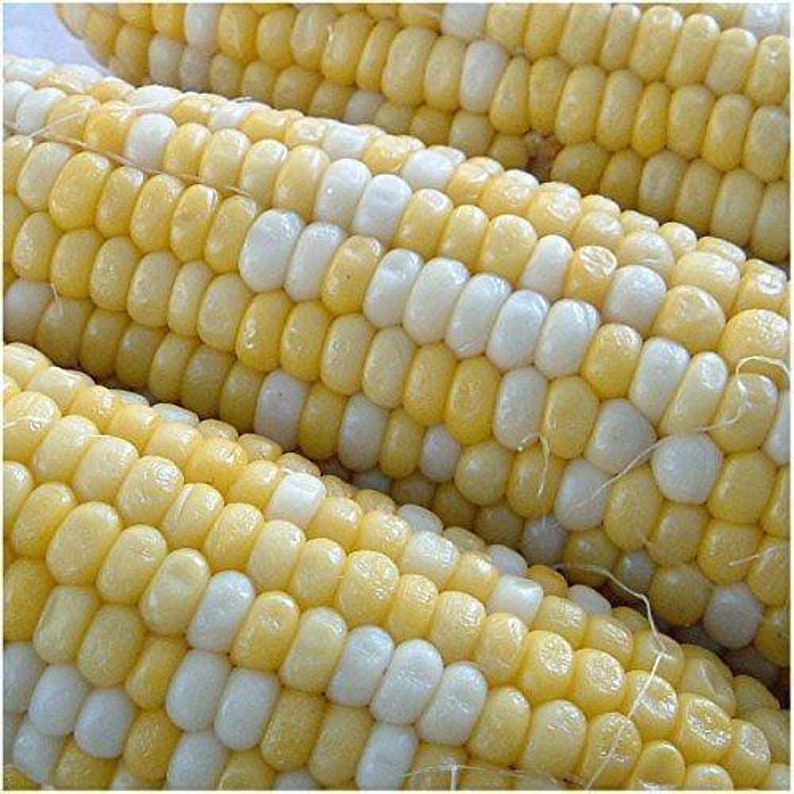 50 Organic Peaches And Cream Hybrid Corn Sweet bicolor Etsy