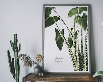 May include: A framed print featuring a botanical illustration of an Alocasia Zebrina plant. The artwork showcases large, green leaves and distinctive zebra-striped stems. The print is displayed on a wooden table with other decorative plants.
