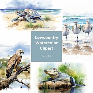 Acquerello Low Country Clipart - Lowcountry Wildlife - Aquila calva - Alligatore - Tartaruga marina Caretta - Lowcountry - Uccelli costieri - Willet