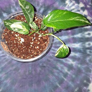 Epipremnum Dragon Tail - Etsy